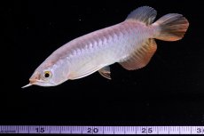 画像13: 紅尾金龍　 NO.10（ディナミカカプアス産）シャークマウス (13)