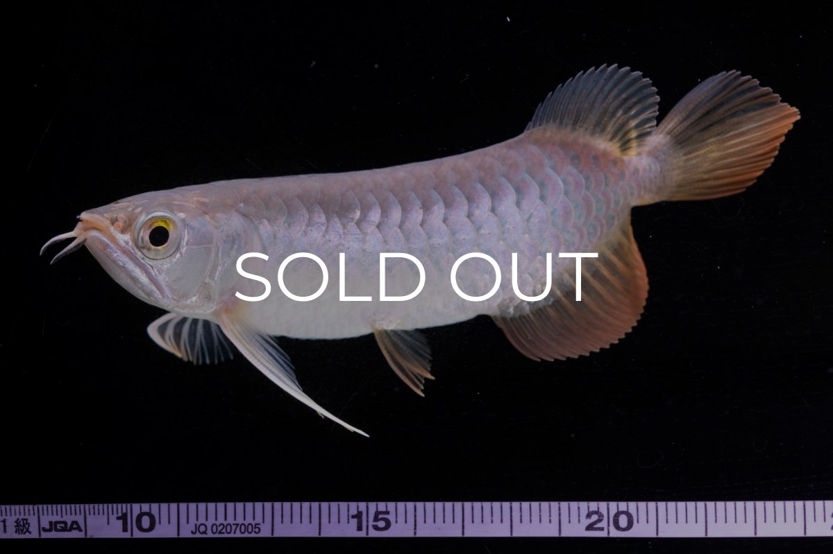 画像12: 紅尾金龍　 NO.10（ディナミカカプアス産）シャークマウス (12)