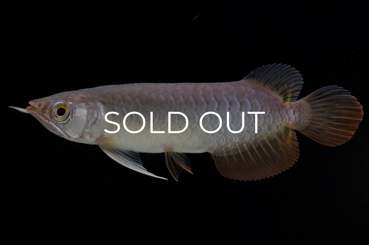 画像2: 紅尾金龍　 NO.10（ディナミカカプアス産）シャークマウス (2)