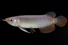 画像2: 紅尾金龍　 NO.10（ディナミカカプアス産）シャークマウス (2)