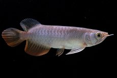 画像3: 紅尾金龍　 NO.10（ディナミカカプアス産）シャークマウス (3)