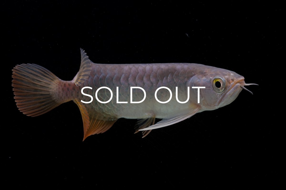 画像7: 紅尾金龍　 NO.10（ディナミカカプアス産）シャークマウス (7)