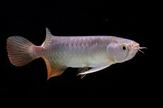 画像7: 紅尾金龍　 NO.10（ディナミカカプアス産）シャークマウス (7)