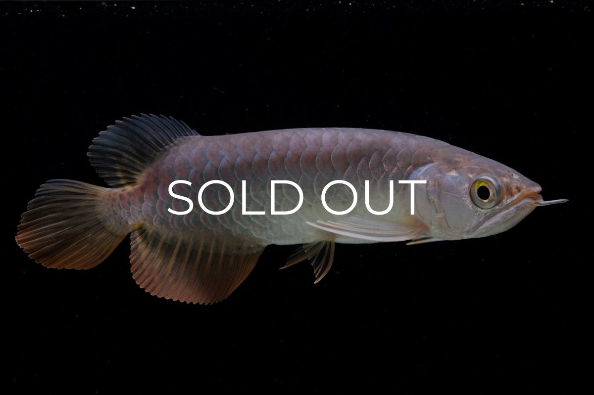 画像1: 紅尾金龍　 NO.10（ディナミカカプアス産）シャークマウス (1)