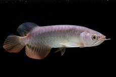 画像1: 紅尾金龍　 NO.10（ディナミカカプアス産）シャークマウス (1)