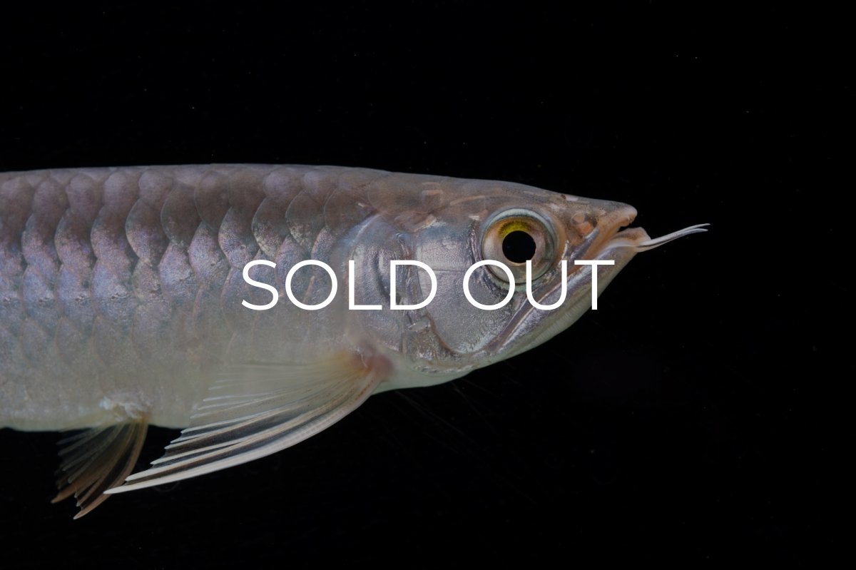 画像9: 紅尾金龍　 NO.10（ディナミカカプアス産）シャークマウス (9)