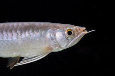 画像9: 紅尾金龍　 NO.10（ディナミカカプアス産）シャークマウス (9)