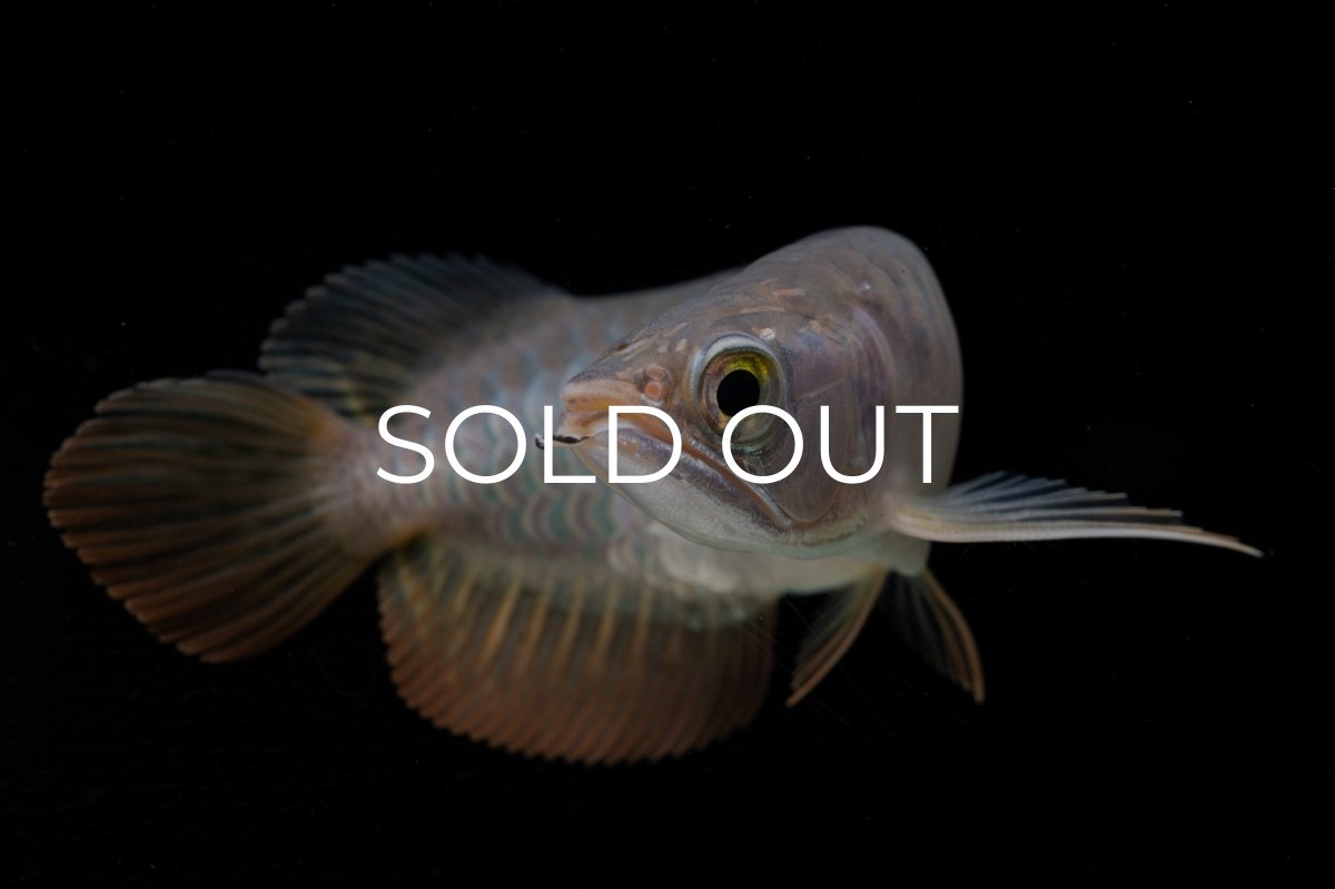 画像6: 紅尾金龍　 NO.10（ディナミカカプアス産）シャークマウス (6)