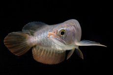 画像6: 紅尾金龍　 NO.10（ディナミカカプアス産）シャークマウス (6)