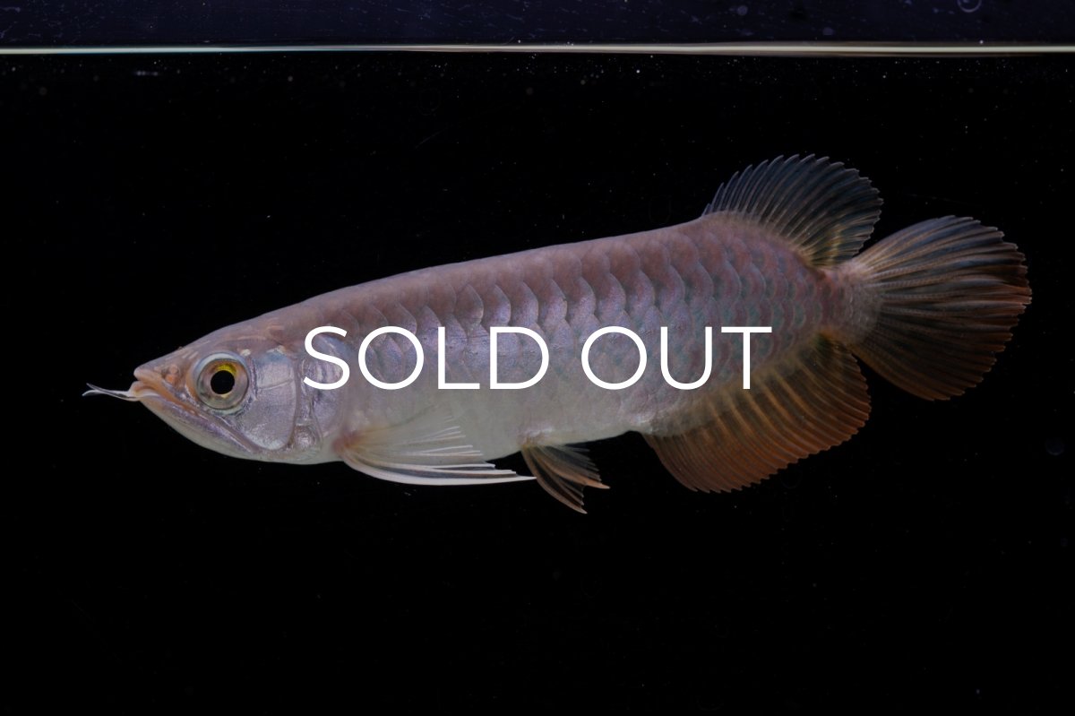 画像4: 紅尾金龍　 NO.10（ディナミカカプアス産）シャークマウス (4)