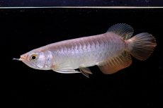 画像4: 紅尾金龍　 NO.10（ディナミカカプアス産）シャークマウス (4)