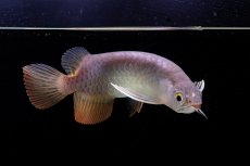 画像8: 紅尾金龍　 NO.10（ディナミカカプアス産）シャークマウス (8)