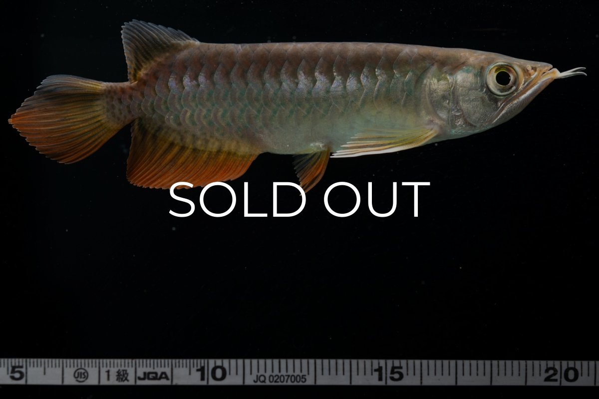 画像16: 紅尾金龍　 NO.15（ディナミカカプアス産） (16)