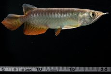 画像16: 紅尾金龍　 NO.15（ディナミカカプアス産） (16)