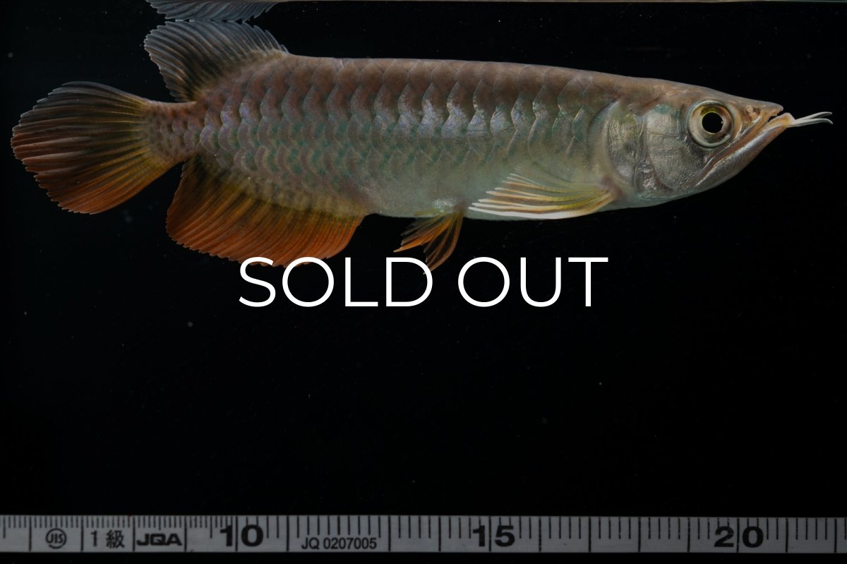 画像15: 紅尾金龍　 NO.15（ディナミカカプアス産） (15)