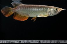 画像15: 紅尾金龍　 NO.15（ディナミカカプアス産） (15)