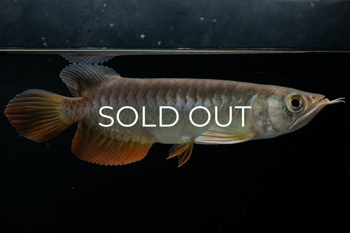 画像14: 紅尾金龍　 NO.15（ディナミカカプアス産） (14)
