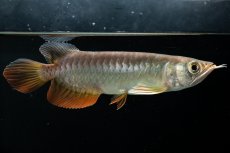 画像14: 紅尾金龍　 NO.15（ディナミカカプアス産） (14)