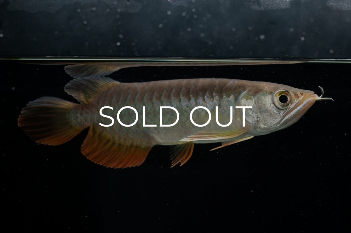 画像13: 紅尾金龍　 NO.15（ディナミカカプアス産） (13)