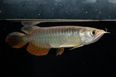 画像13: 紅尾金龍　 NO.15（ディナミカカプアス産） (13)