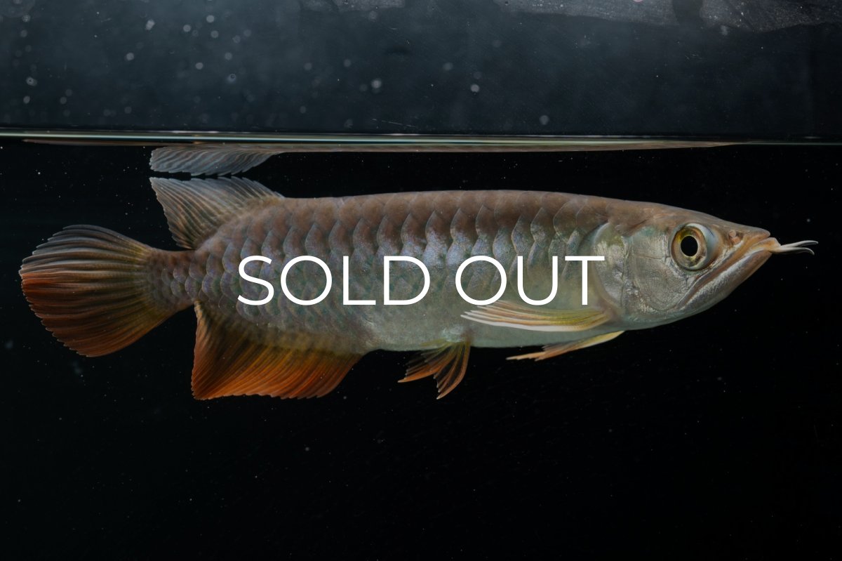 画像12: 紅尾金龍　 NO.15（ディナミカカプアス産） (12)