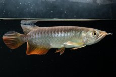 画像12: 紅尾金龍　 NO.15（ディナミカカプアス産） (12)