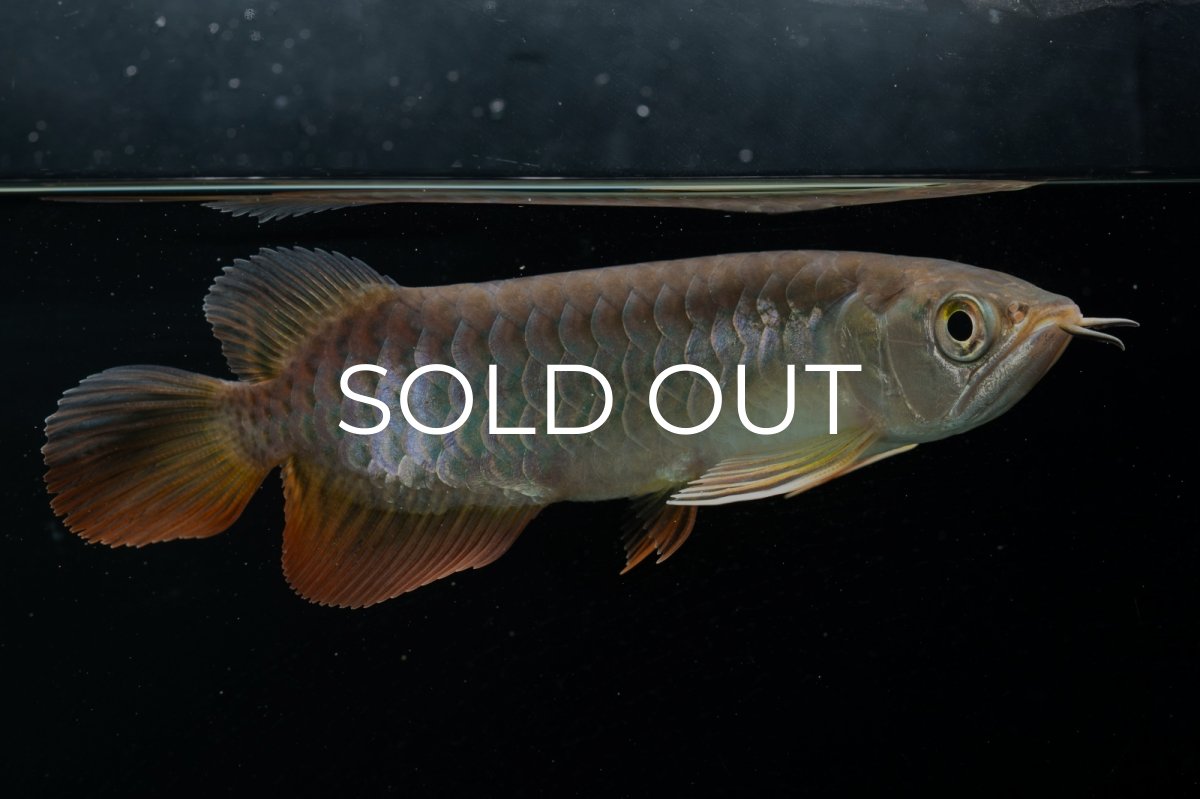 画像9: 紅尾金龍　 NO.15（ディナミカカプアス産） (9)
