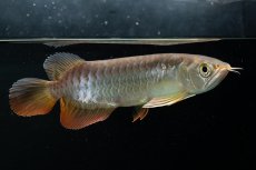 画像9: 紅尾金龍　 NO.15（ディナミカカプアス産） (9)