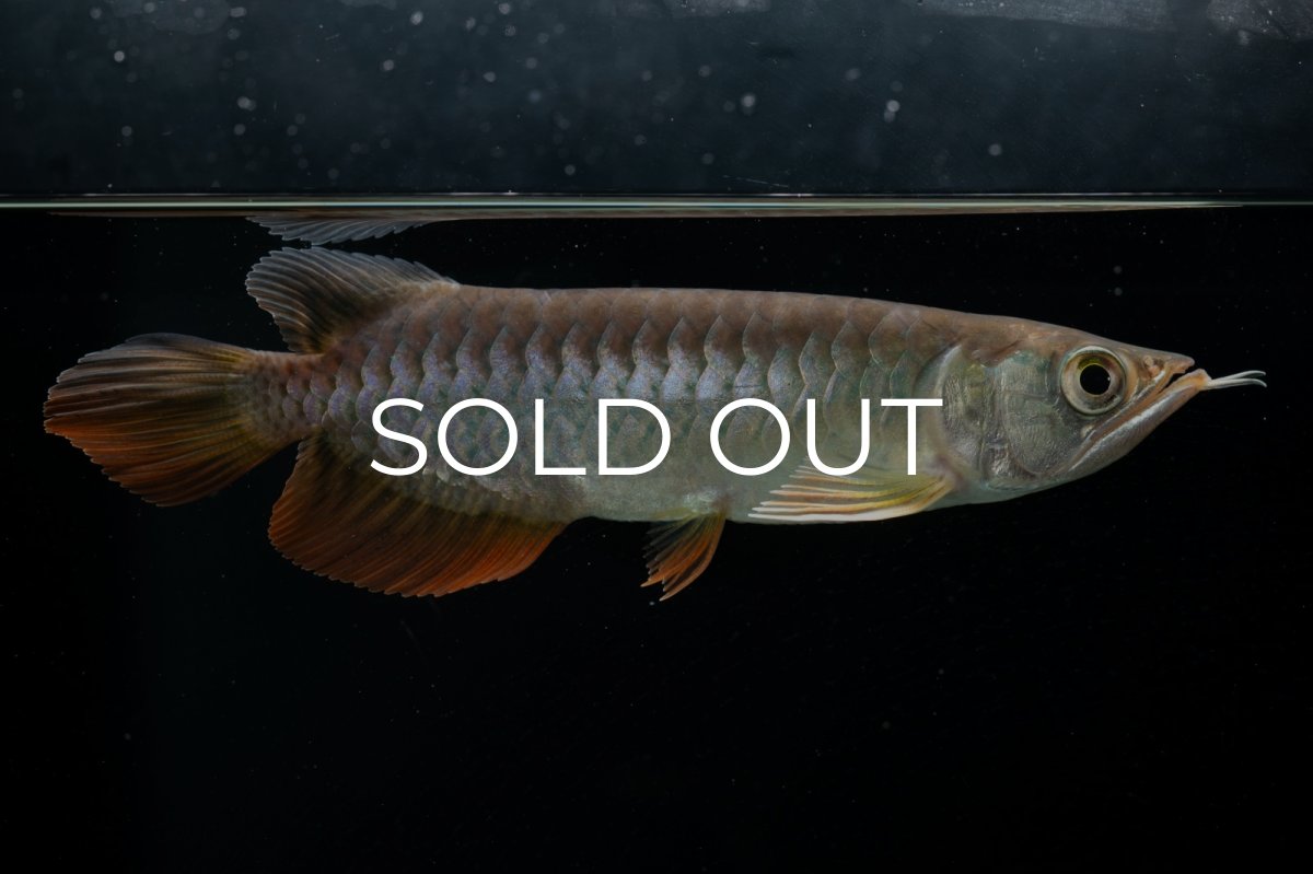 画像11: 紅尾金龍　 NO.15（ディナミカカプアス産） (11)