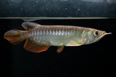 画像11: 紅尾金龍　 NO.15（ディナミカカプアス産） (11)