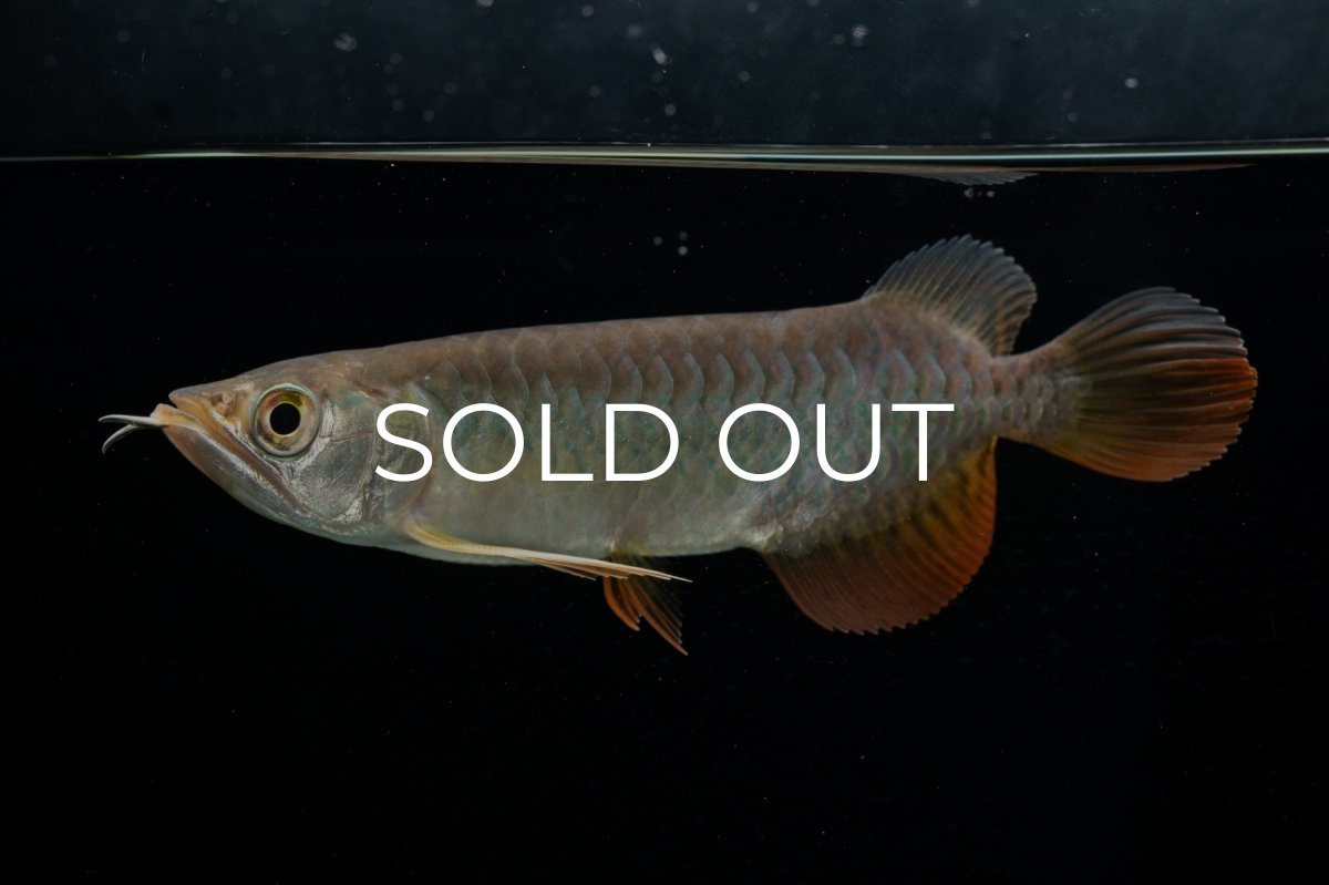 画像10: 紅尾金龍　 NO.15（ディナミカカプアス産） (10)