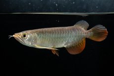 画像10: 紅尾金龍　 NO.15（ディナミカカプアス産） (10)