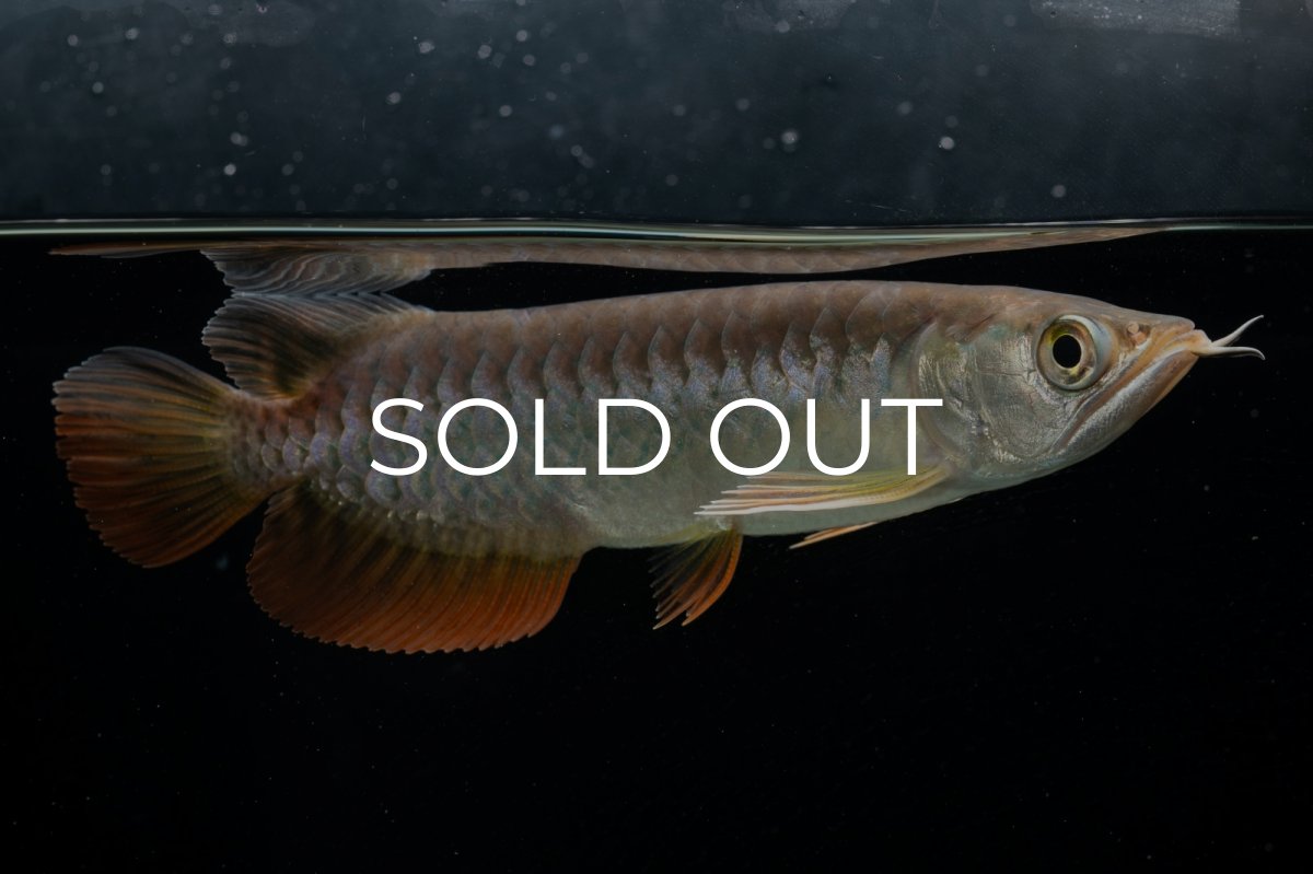 画像7: 紅尾金龍　 NO.15（ディナミカカプアス産） (7)