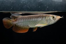 画像7: 紅尾金龍　 NO.15（ディナミカカプアス産） (7)