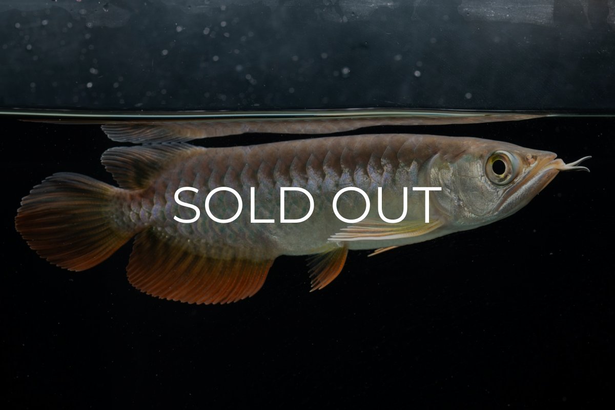 画像5: 紅尾金龍　 NO.15（ディナミカカプアス産） (5)