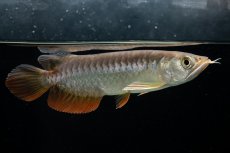 画像5: 紅尾金龍　 NO.15（ディナミカカプアス産） (5)