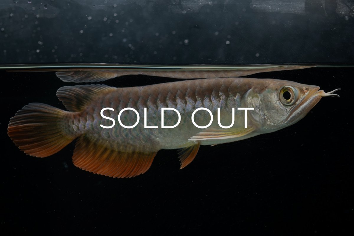 画像3: 紅尾金龍　 NO.15（ディナミカカプアス産） (3)