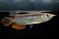 画像3: 紅尾金龍　 NO.15（ディナミカカプアス産） (3)