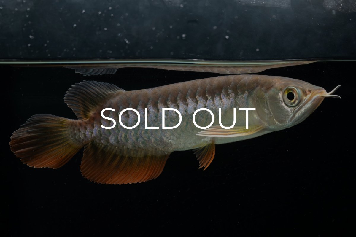 画像1: 紅尾金龍　 NO.15（ディナミカカプアス産） (1)