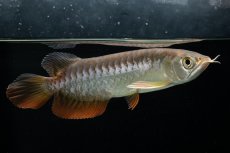 画像1: 紅尾金龍　 NO.15（ディナミカカプアス産） (1)