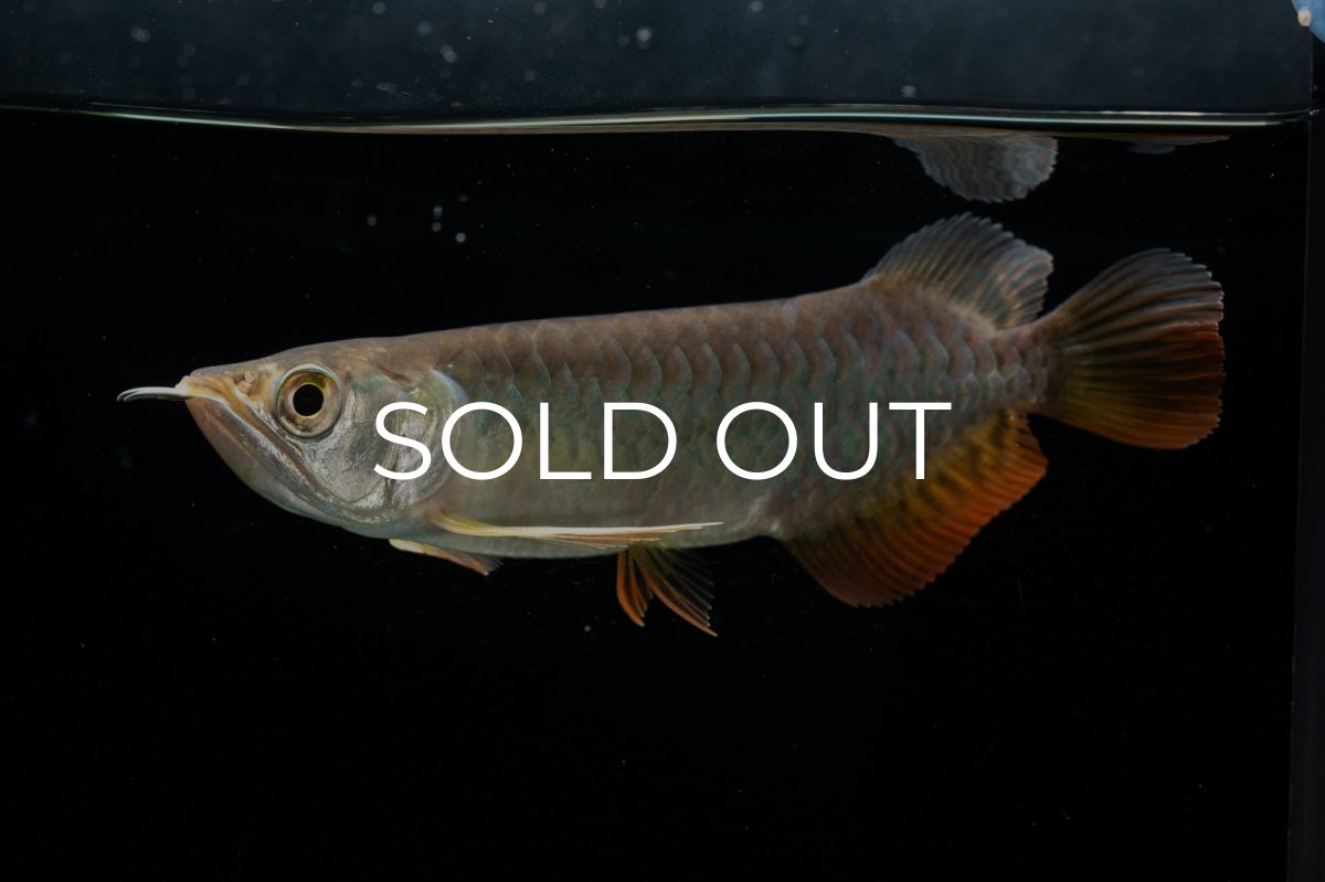 画像8: 紅尾金龍　 NO.15（ディナミカカプアス産） (8)