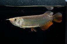 画像8: 紅尾金龍　 NO.15（ディナミカカプアス産） (8)