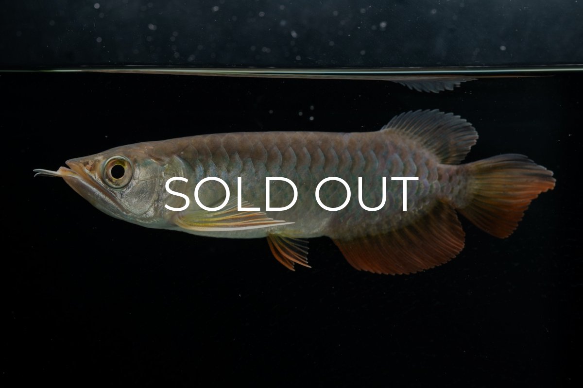 画像6: 紅尾金龍　 NO.15（ディナミカカプアス産） (6)