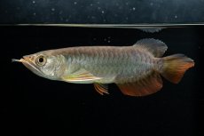 画像6: 紅尾金龍　 NO.15（ディナミカカプアス産） (6)