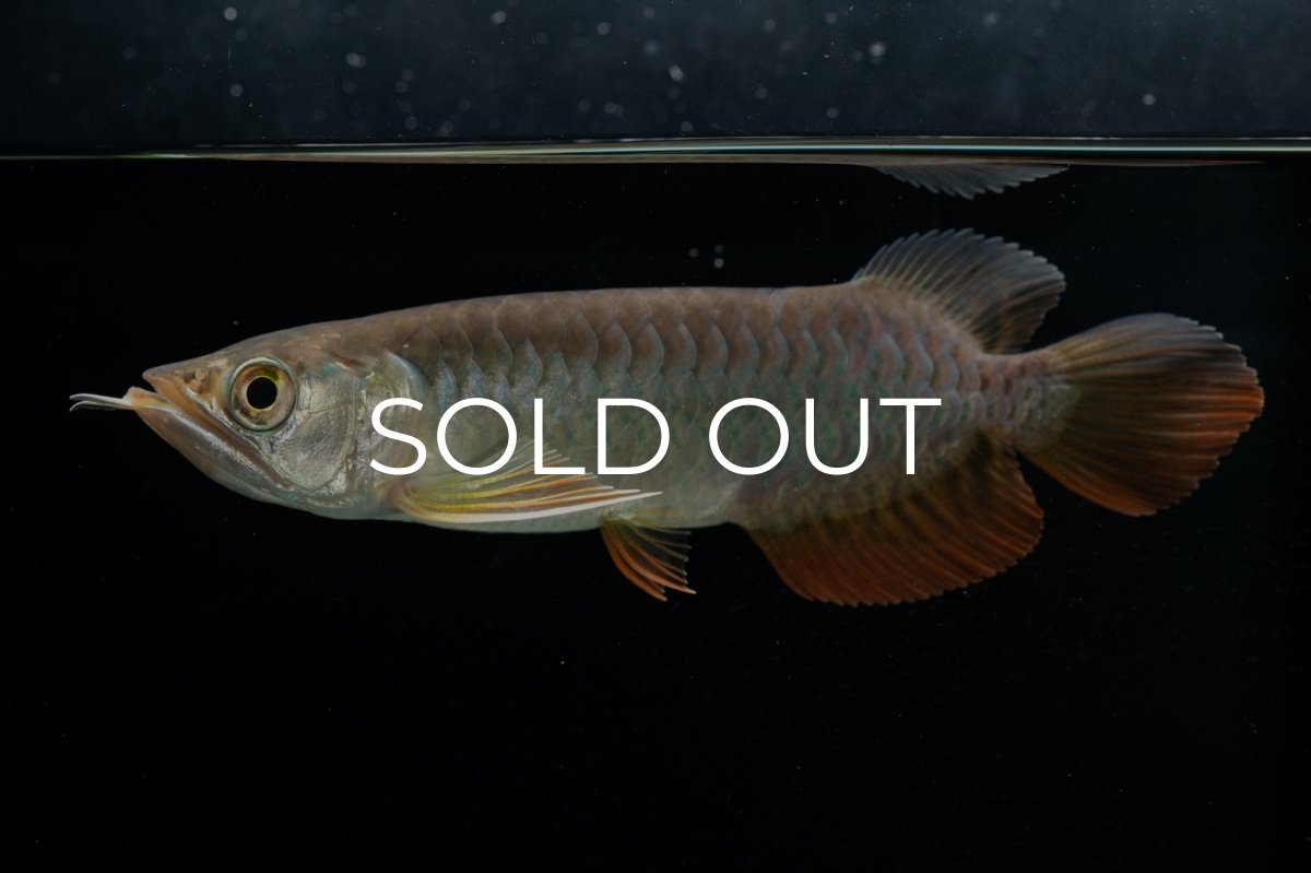 画像4: 紅尾金龍　 NO.15（ディナミカカプアス産） (4)