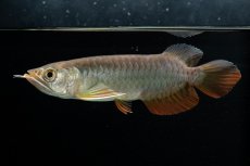 画像4: 紅尾金龍　 NO.15（ディナミカカプアス産） (4)