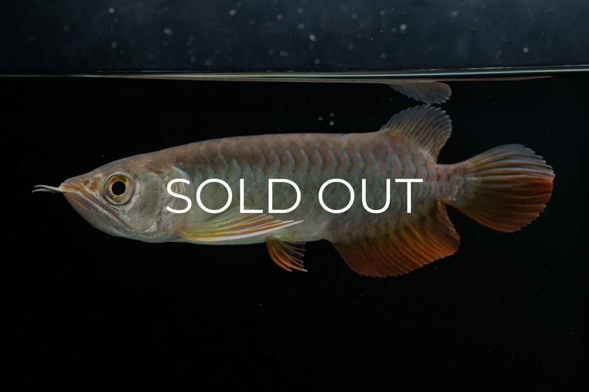 画像2: 紅尾金龍　 NO.15（ディナミカカプアス産） (2)