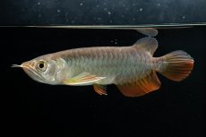 画像2: 紅尾金龍　 NO.15（ディナミカカプアス産） (2)