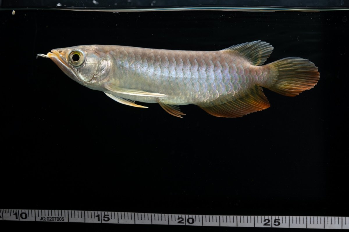 画像27: 紅尾金龍　 NO.16（ディナミカカプアス産） (27)