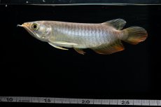 画像27: 紅尾金龍　 NO.16（ディナミカカプアス産） (27)